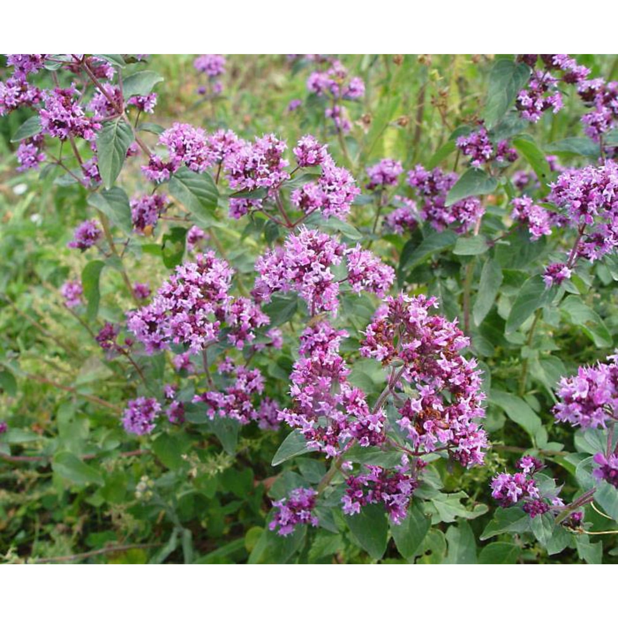 82585466 Душица в кассете, 6 шт Santreyd 