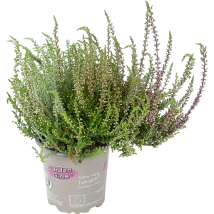 Вереск Твин Герлс двухцветный для сада и горшка 82733761