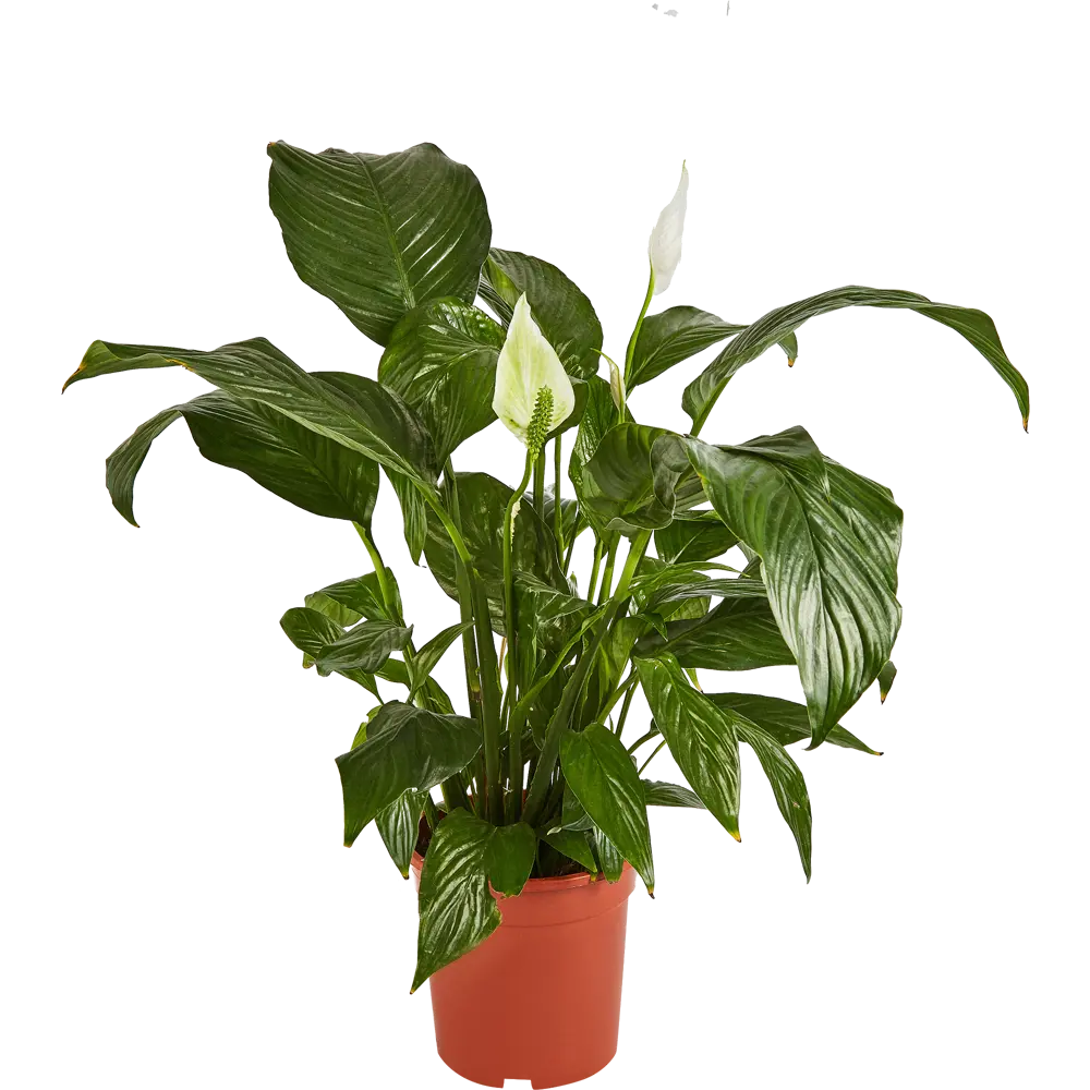 Santreyd Спатифиллум 'Женское счастье' - живая элегантность в интерьере 86750221 STLM-0071269 - Вид №1