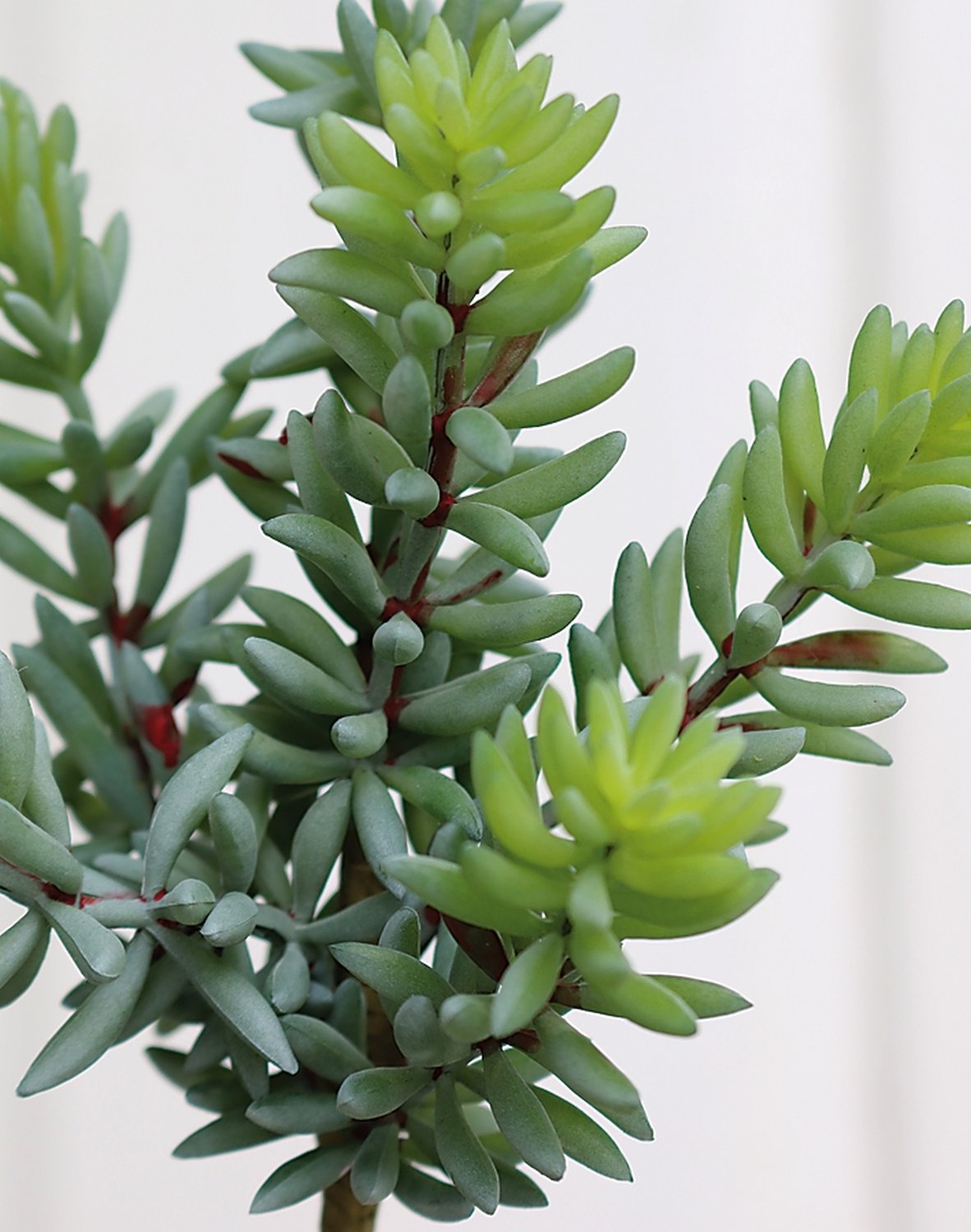 6050 883 a3 Сочные искусственные растения на палочке, 20 см, зеленые H-andreas  - Вид №1