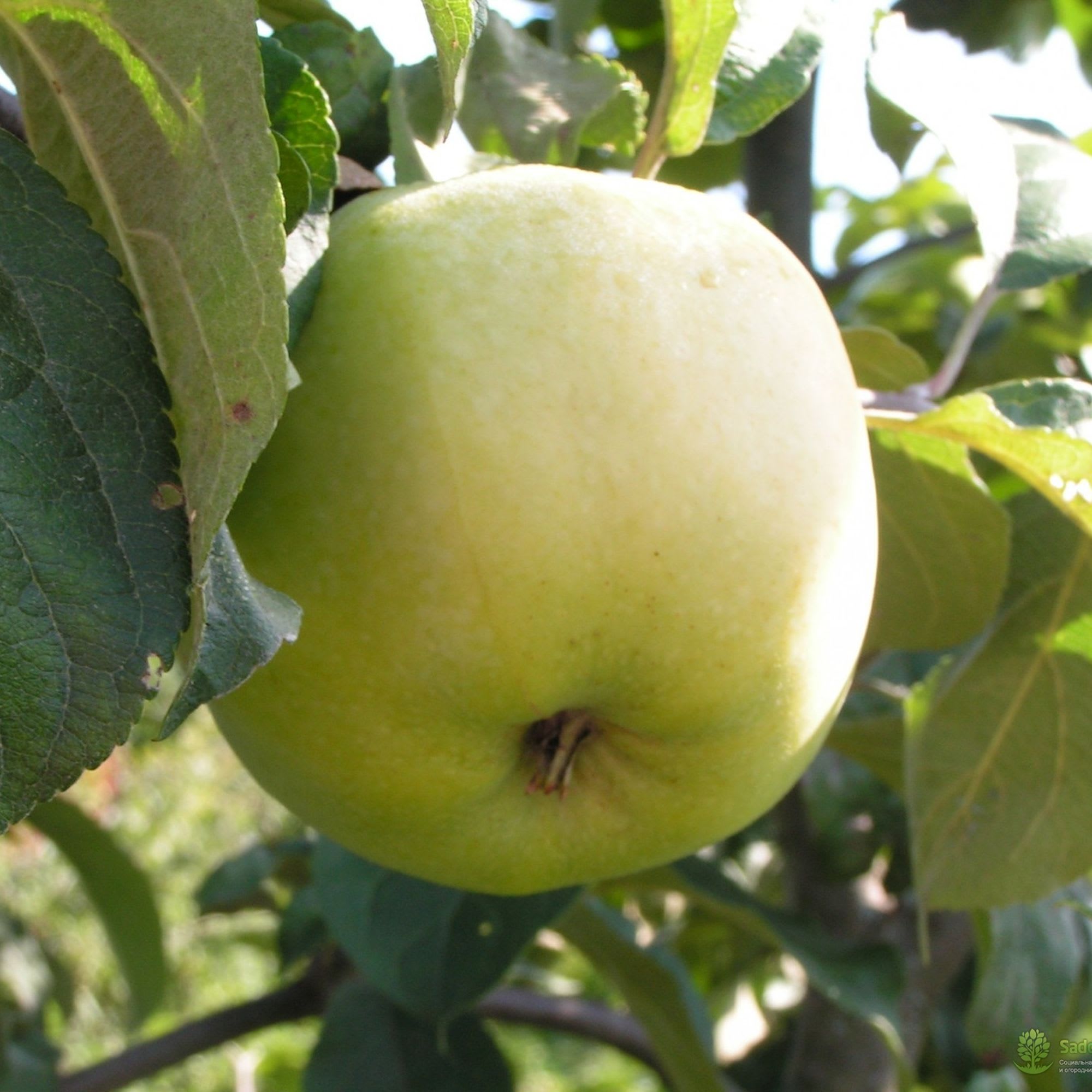 17886506 Яблоня Антоновка обыкновенная ,С5, 2 года Santreyd 