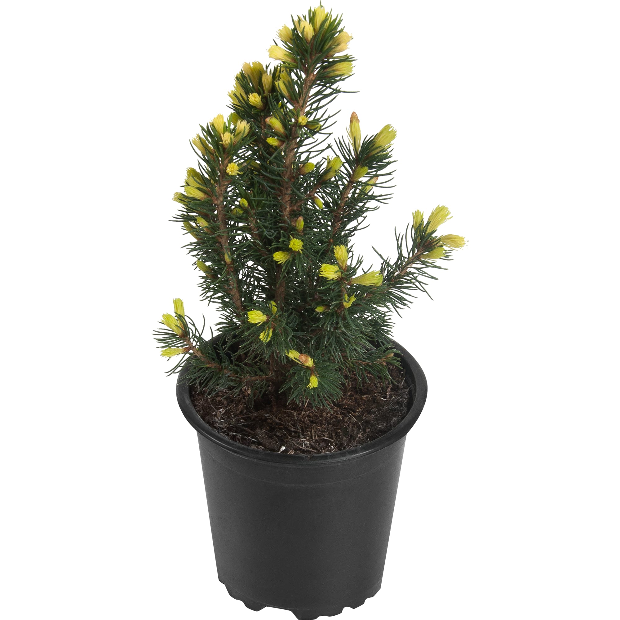 82601651 Ель канадская «Дэйзис Уайт» 10x15 см Santreyd 