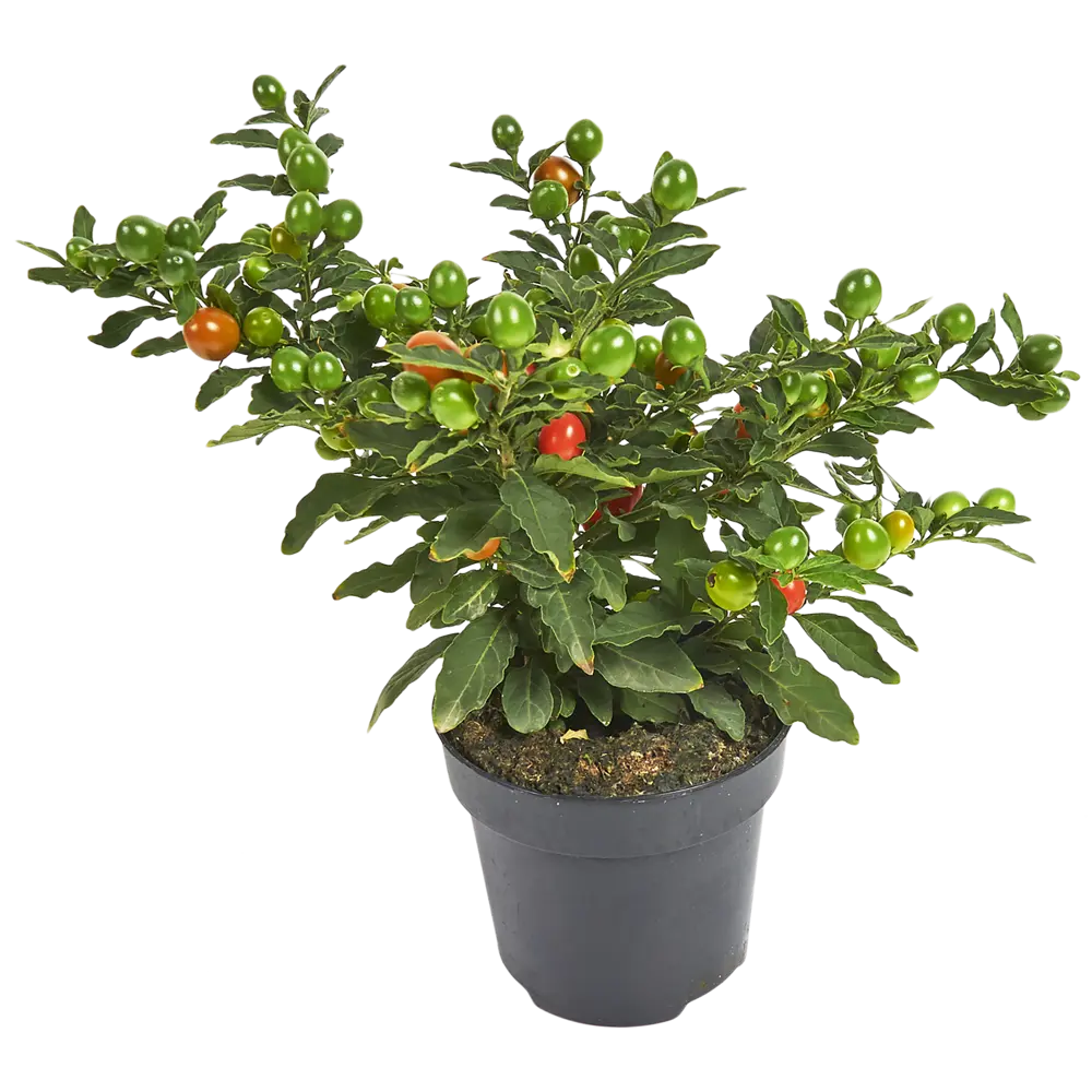 Соланум Бартоли красно-оранжевый 12x25 см 82406529 STLM-2024867 Santreyd 