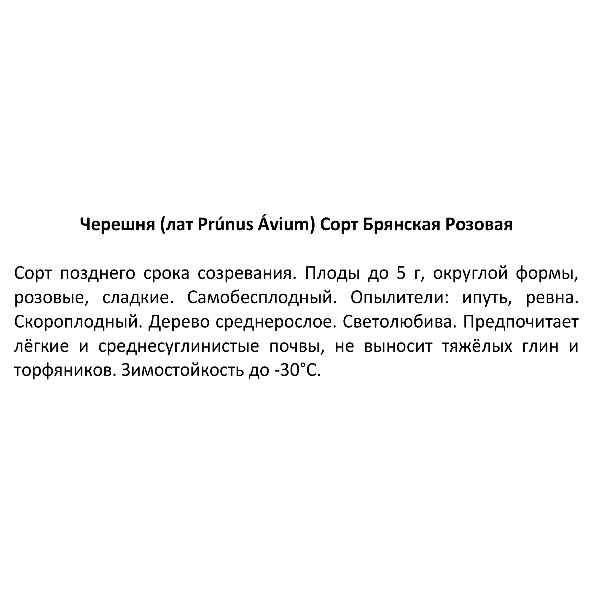 Саженец черешни микс Santreyd - плодовое дерево для сада 85608207 STLM-0064594 - Вид №3