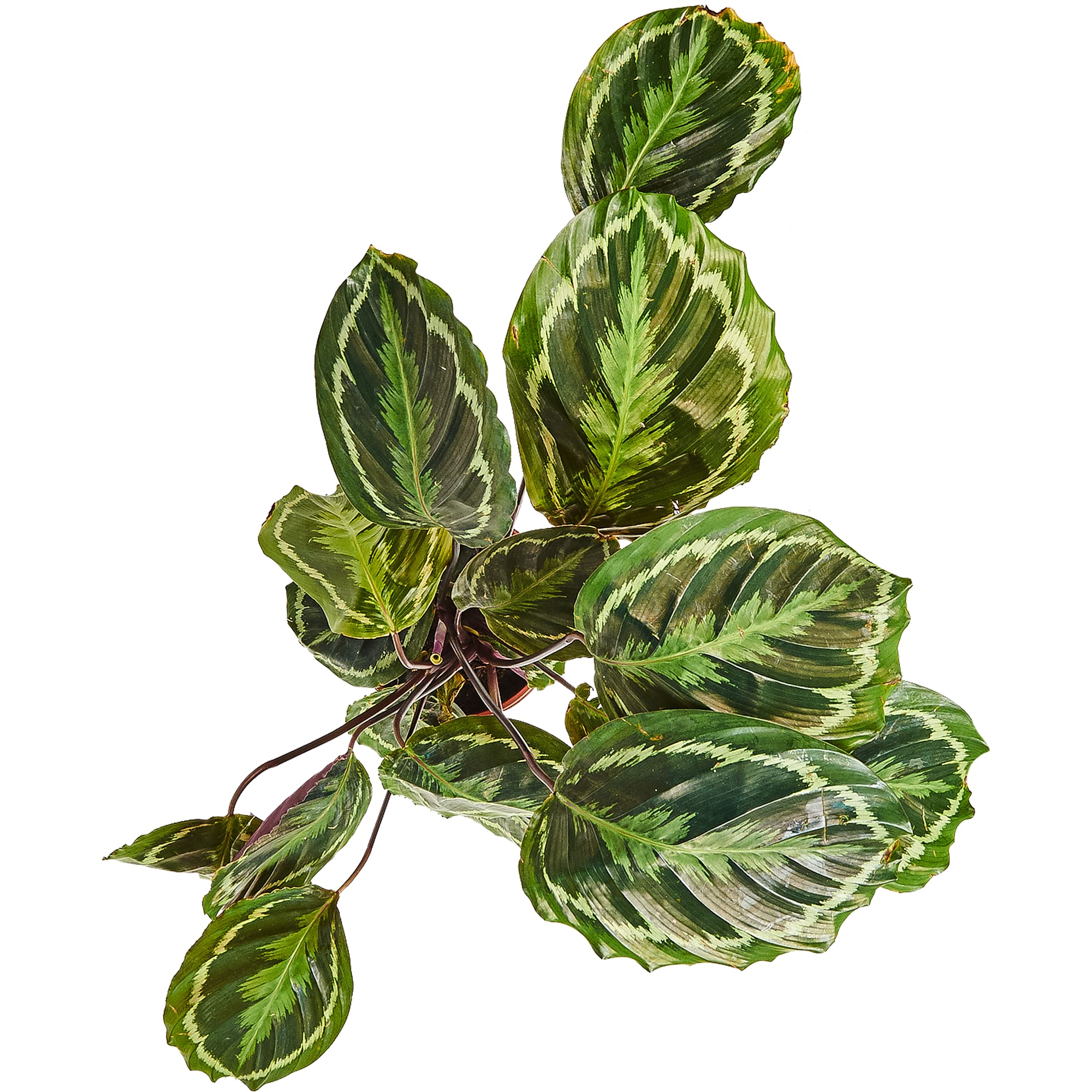 82892082 Калатея медальон 21x60 см Santreyd  - Вид №1