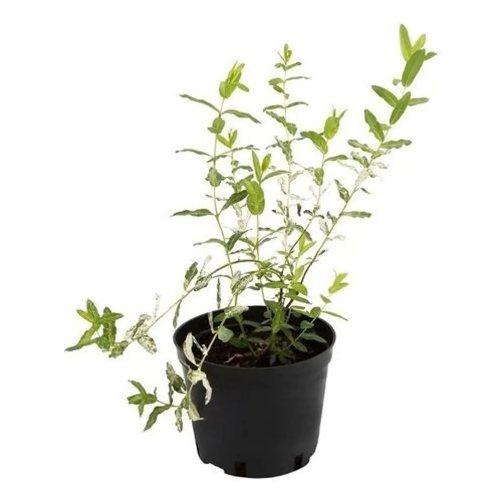 Ива ломкая шаровидная ø19 h40 см 89465419 STLM-2004476 PLANTMARKET  - Вид №1
