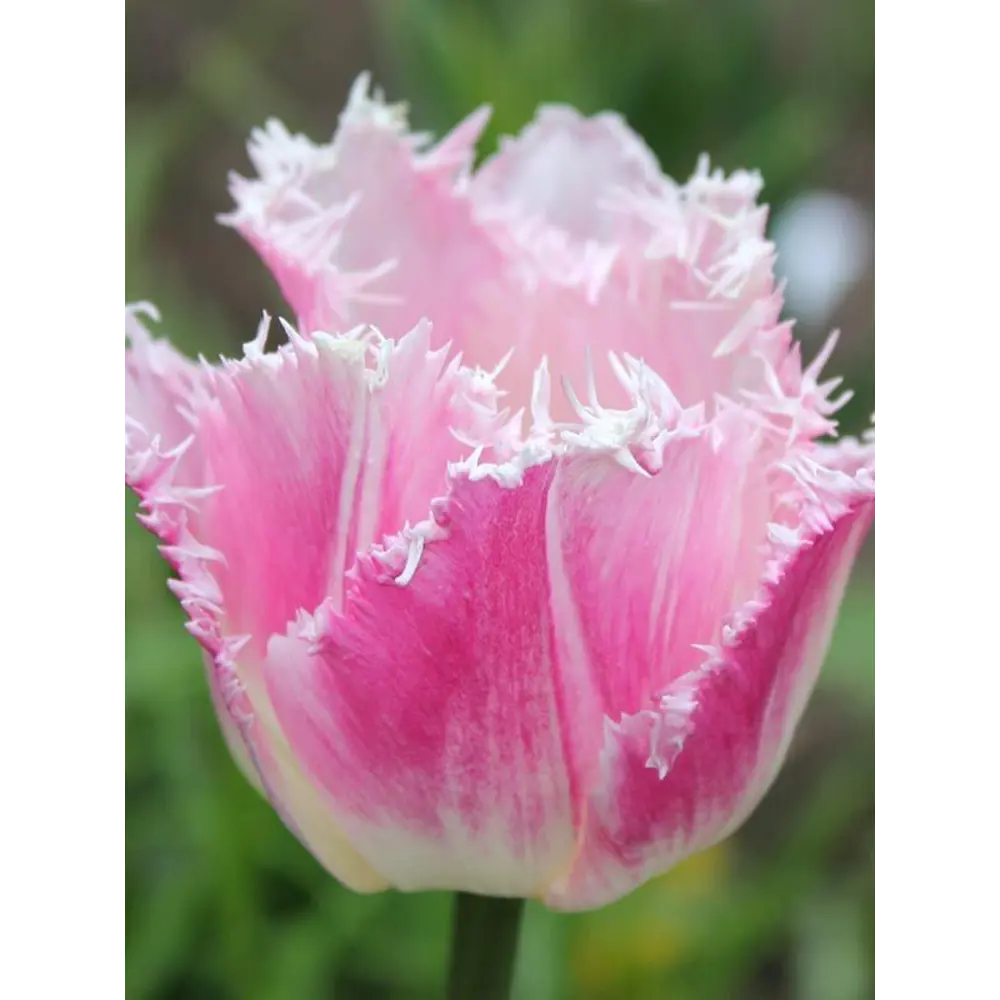 Тюльпан бахромчатый Даллас - 3 луковицы с игольчатой бахромой 88757530 Santreyd STLM-1583277