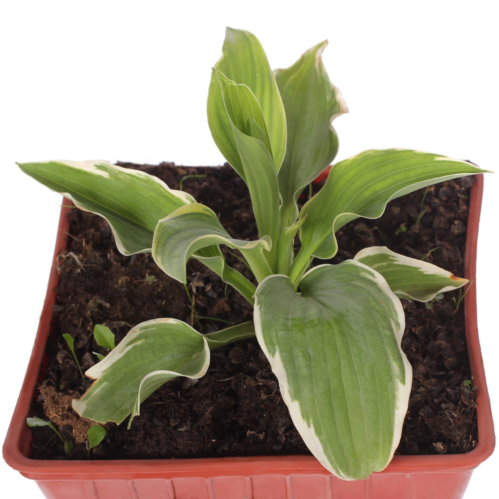 81954860 Хоста гибридная С2 «Пизас» h15 Santreyd  - Вид №1