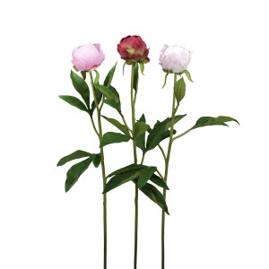 210239-MI ABHIKA PEONY BUD ASS3COL MIX