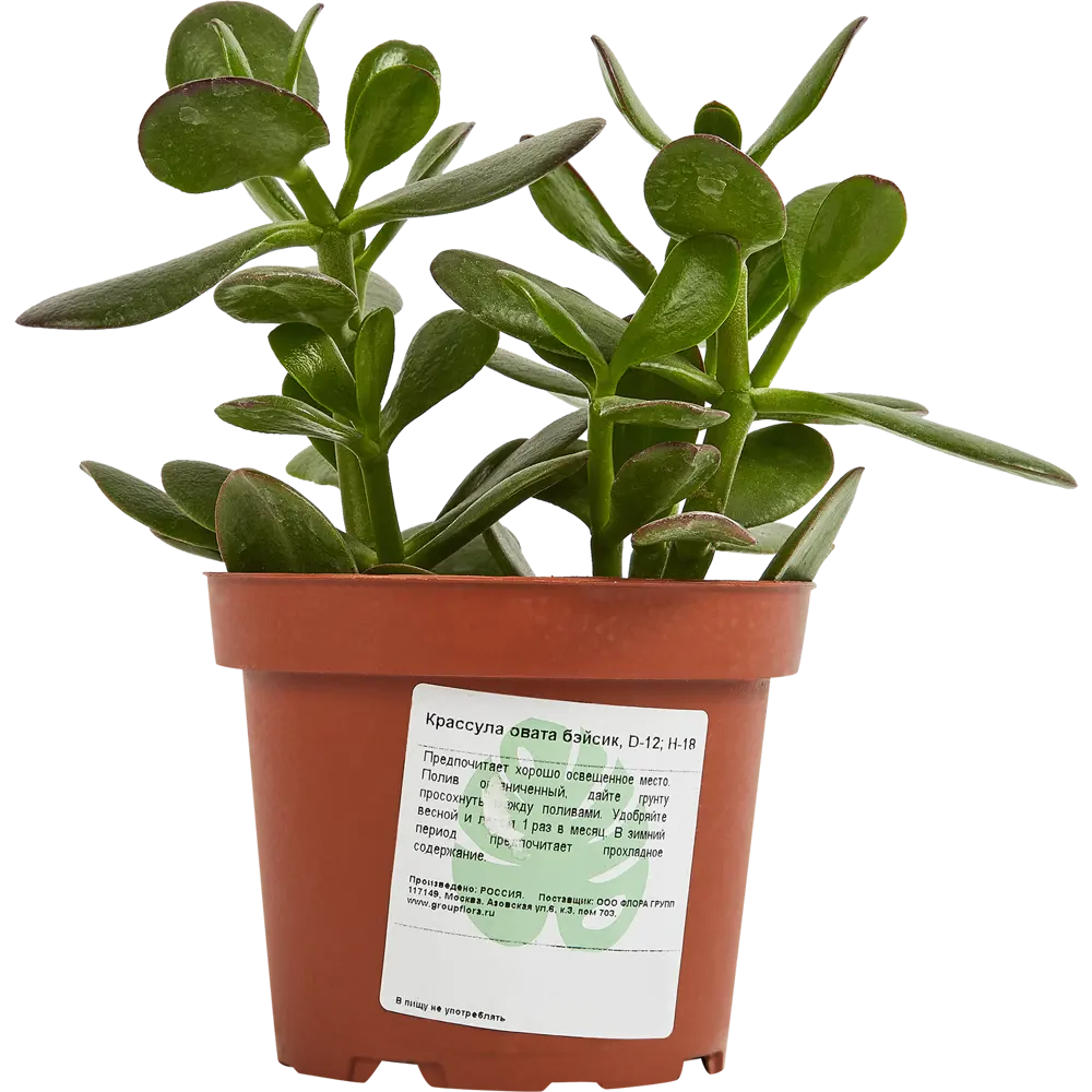 Santreyd Крассула Овата Бэйсик — элегантный суккулент для вашего интерьера 87890505 STLM-0076014