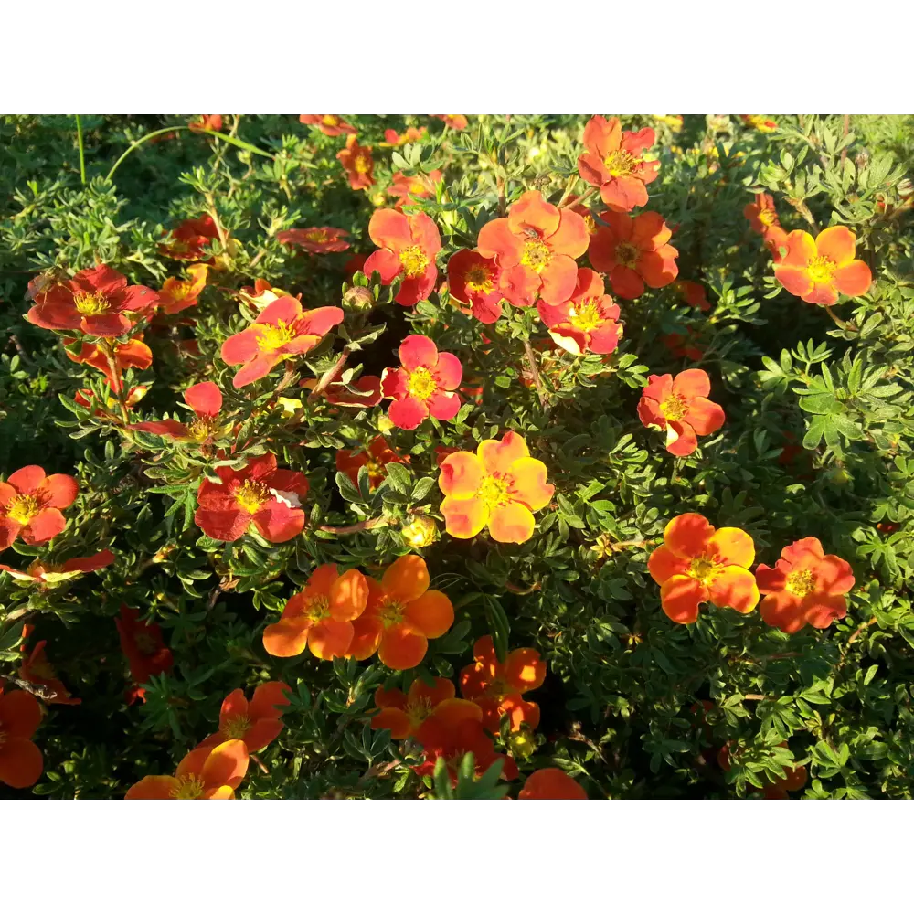 Лапчатка кустарниковая «Ред Эис» 9x15 см 82625255 STLM-2061300 PLANTMARKET 