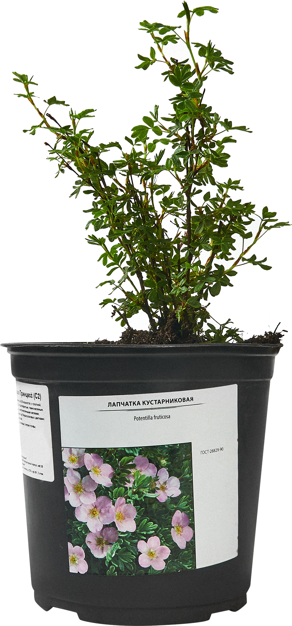 Лапчатка кустарниковая Santreyd - цветущий многолетник для сада 87811837 STLM-0075758