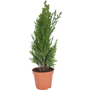Кипарисовик Элвуди ø9 h32 см 13874014 STLM-2023805