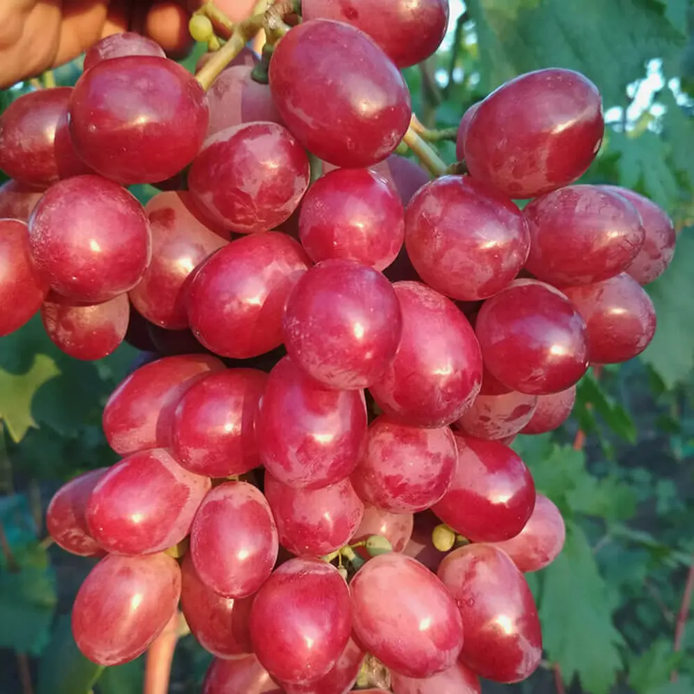 Виноград культурный Дубовский розовый 89465388 STLM-2091516 PLANTMARKET 