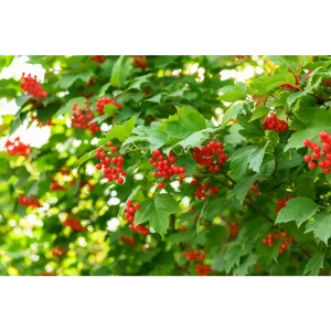 Калина обыкновенная