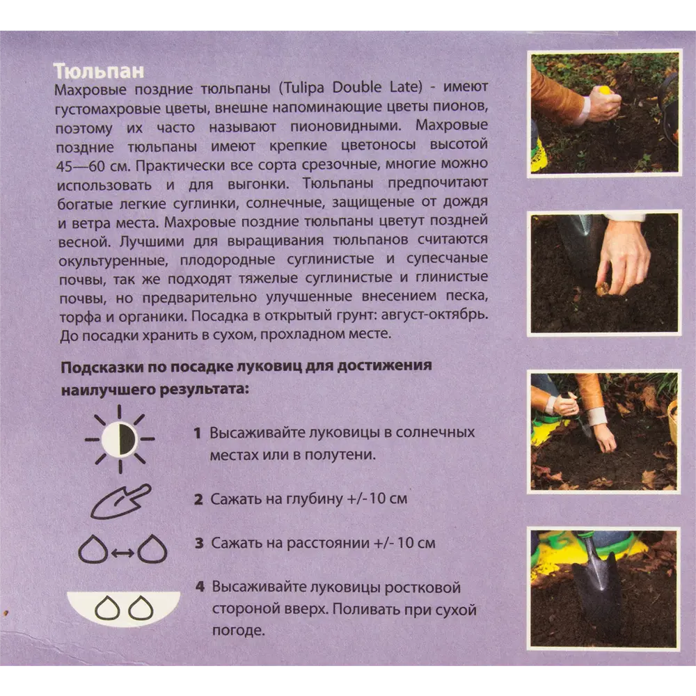 Тюльпан Гербранд Кифт 11/12 (5/20) 15069481 STLM-2021577 Santreyd  - Вид №2