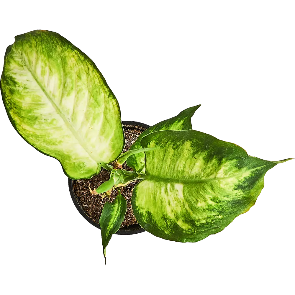 Диффенбахия Камилла от Santreyd — изысканное украшение интерьера 89296598 STLM-1356734 - Вид №2