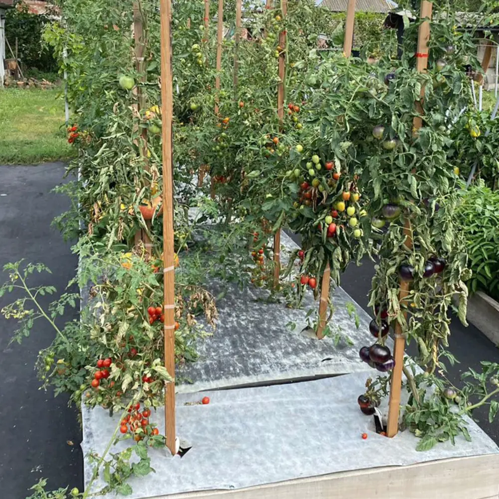 Santreyd Агротекс - укрывной материал для томатов 8х3,2 м 84735464 STLM-0054397 - Вид №4