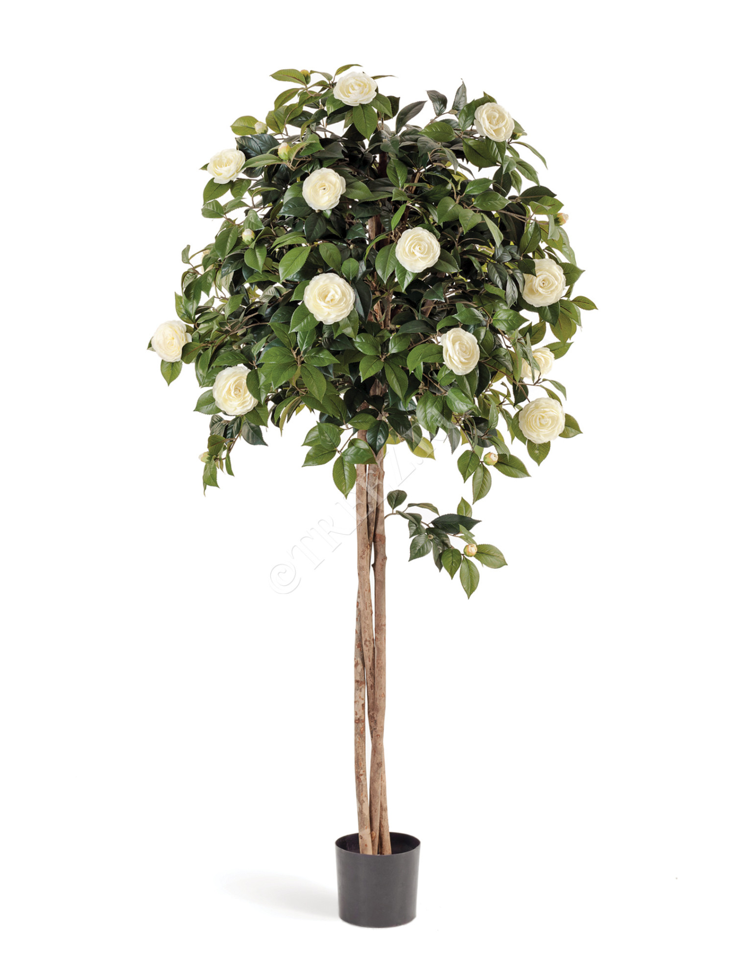 10.39304NW Камелия на штамбе кремовая Цветочная коллекция 