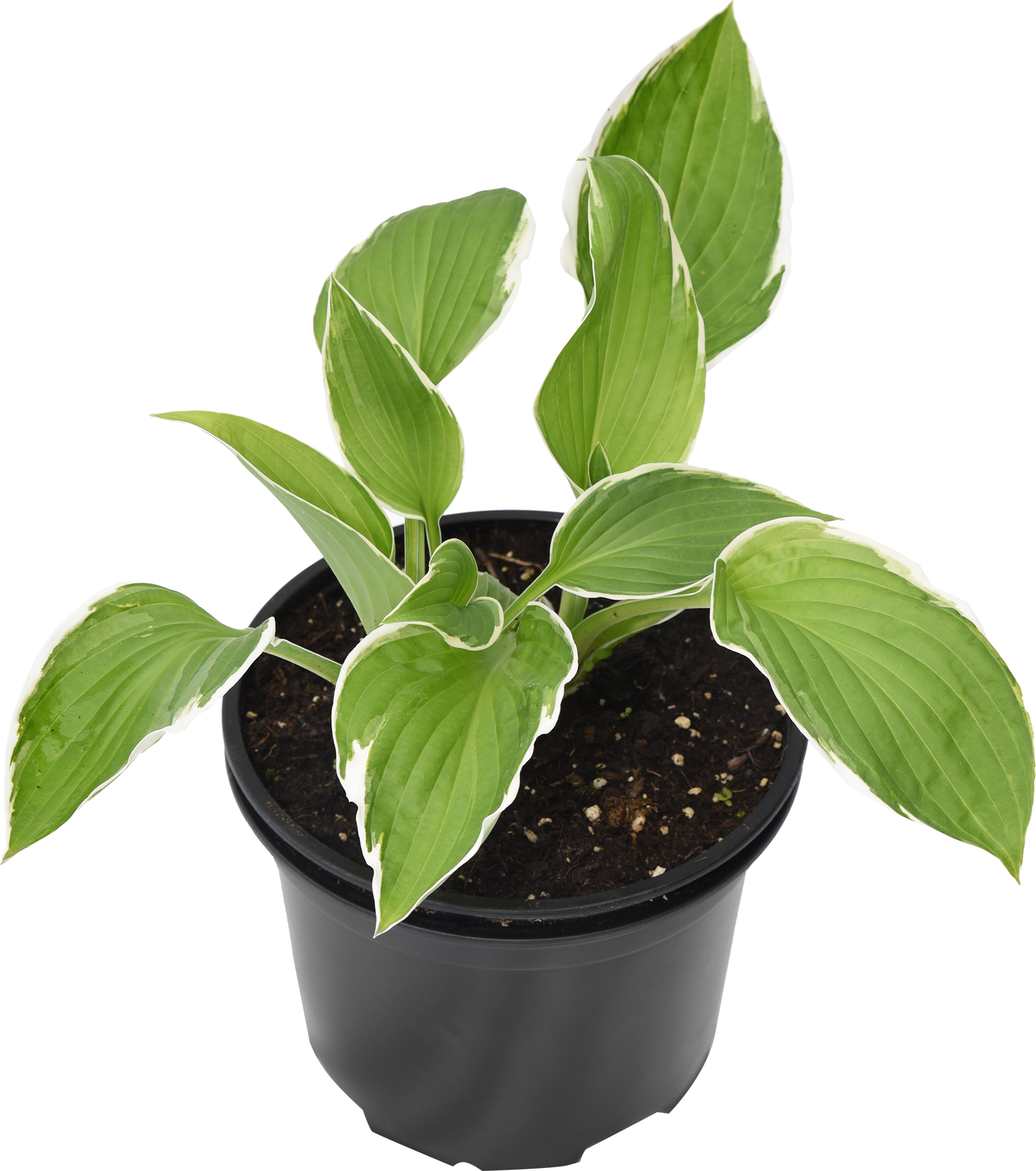 Хоста волнистая Альбомаргината Santreyd - саженец с бело-зелеными листьями 82219569