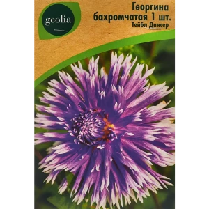 Георгина Geolia бахромчатая Тейбл Дансер