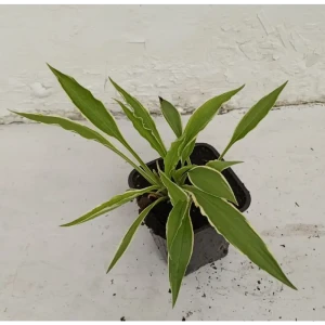 Santreyd Хоста Аугуст Мун — теневыносливый многолетник для сада 89372792