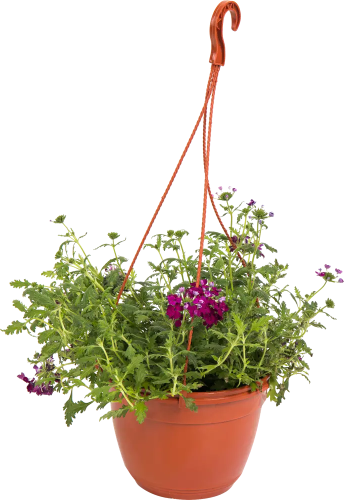 Вербена Santreyd - ароматное украшение для балкона и сада 82650001