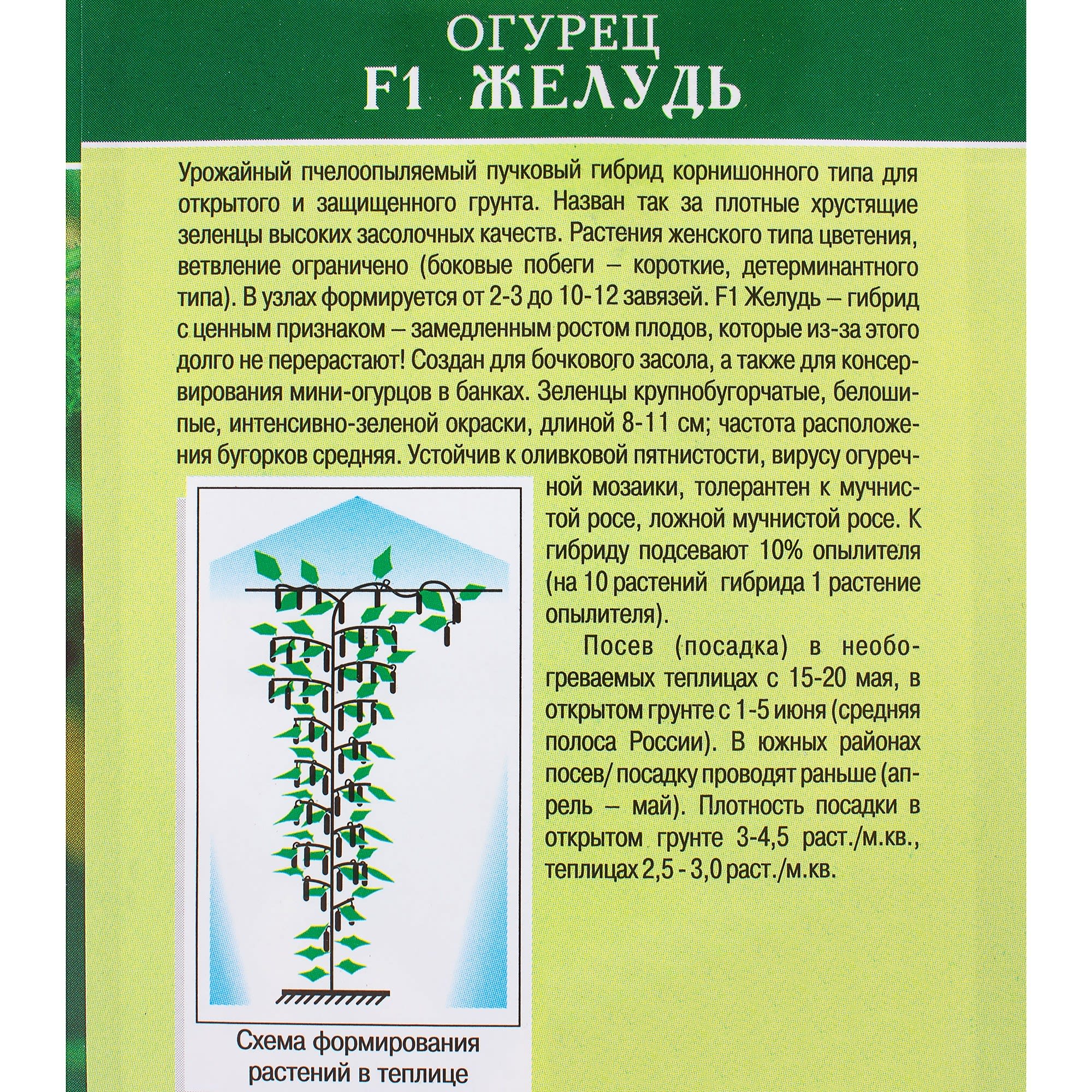 81932516 Семена Огурец «Жёлудь» F1 Santreyd  - Вид №2