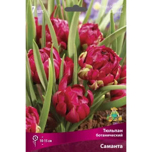 Тюльпан ботанический Саманта, 7 шт. 88659211 STLM-2160928