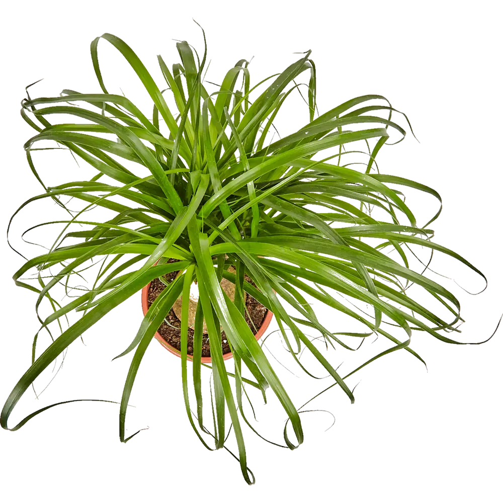 Santreyd Нолина рекурвата - комнатное дерево с пышной кроной 82578950 STLM-0030502 - Вид №1