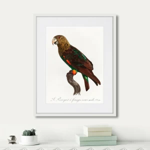 Литография на тонированной бумаге 42х52 см Beautiful parrots №3, 1872г. КАРТИНЫ В КВАРТИРУ  264293 Белый;черный;разноцветный