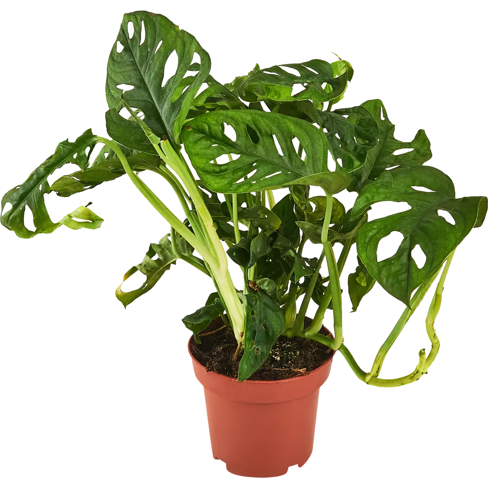 Монстера Адансона Santreyd - экзотическое комнатное растение с резными листьями 87959834 STLM-0949863