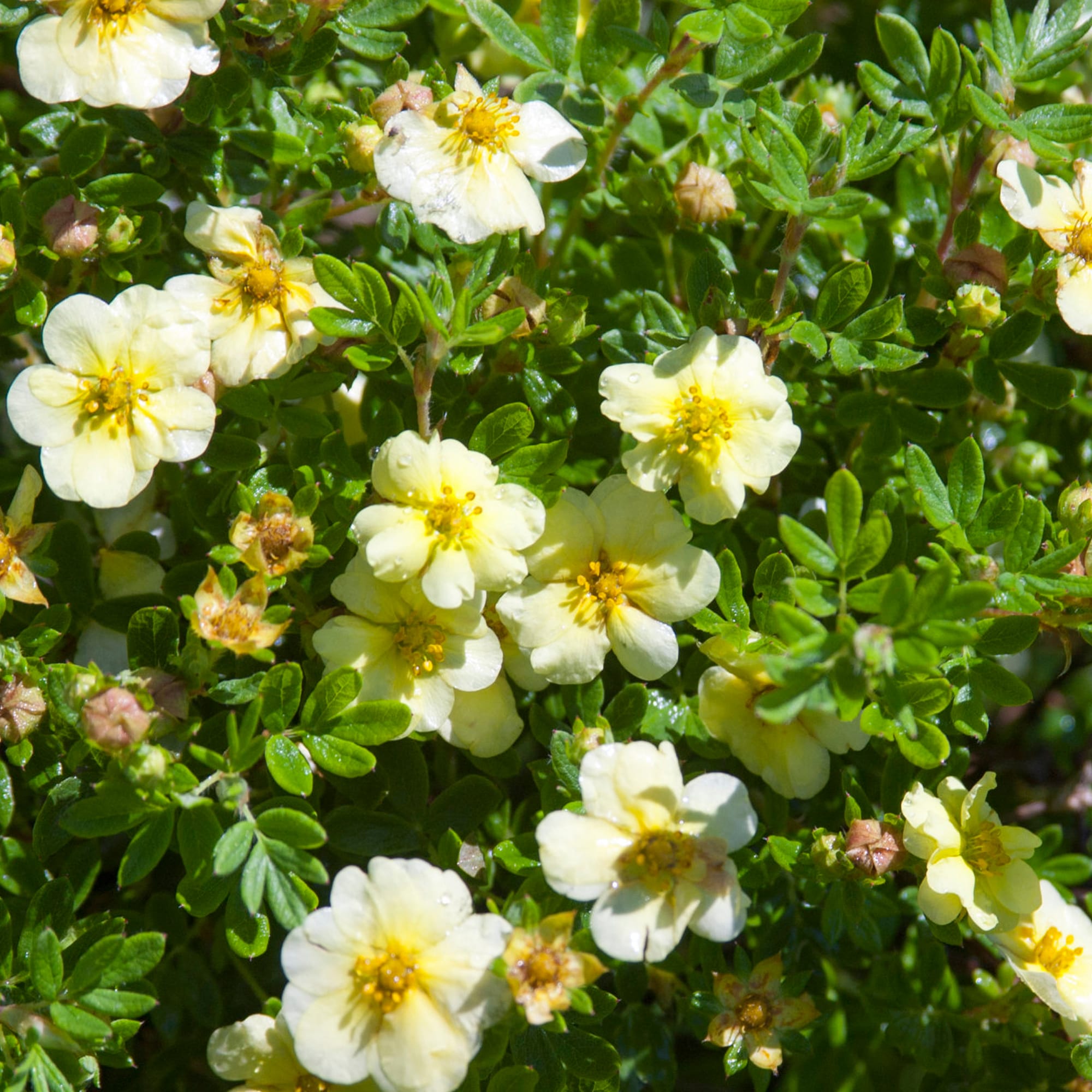 82237742 Лапчатка «Лаймлайт» С2 30 см, цвет жёлтый Santreyd  - Вид №1