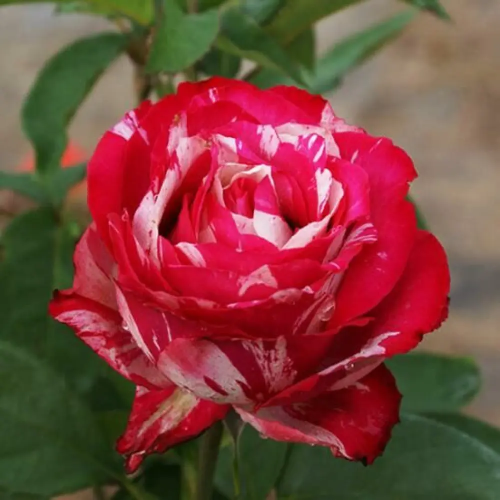 Роза чайно-гибридная Сатин ø18 h20 см 89465486 STLM-2023673 PLANTMARKET 
