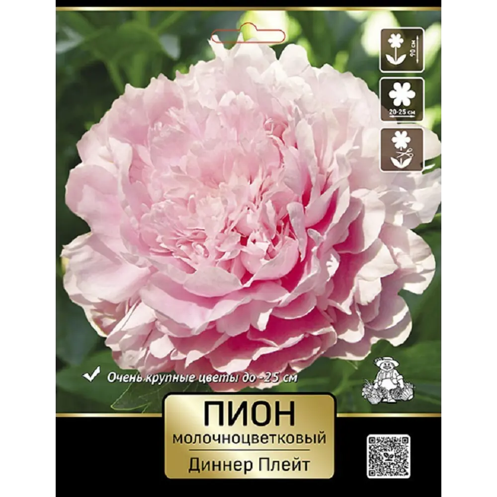 Пион молочноцветковый травянистый Диннер Плейт ПОИСК STLM-2098605