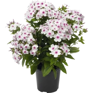 Флокс метельчатый (С2) 16572679 STLM-2083504