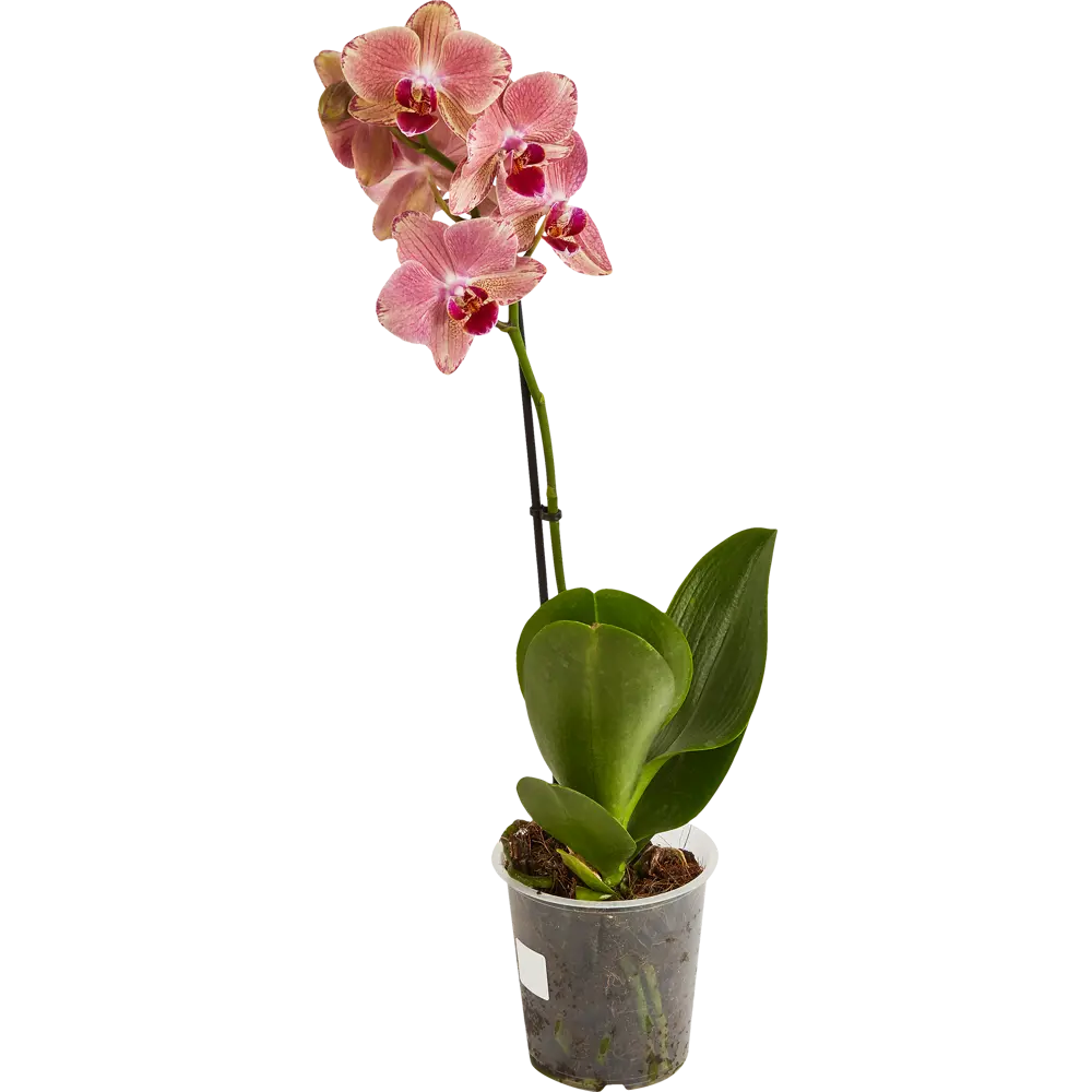 Santreyd Фаленопсис — изящная орхидея-бабочка для вашего интерьера 86749967 STLM-0071219