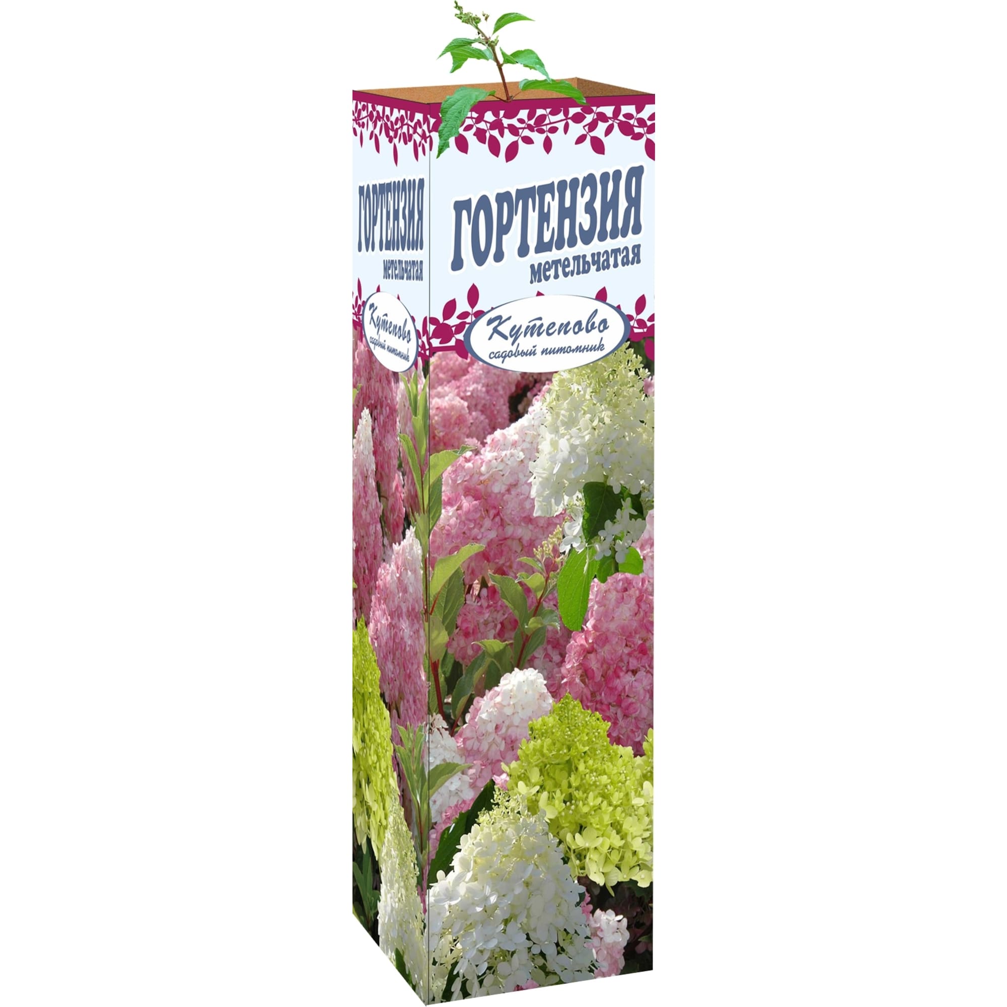 83539224 Гортензия метельчатая 9x30 см Santreyd 