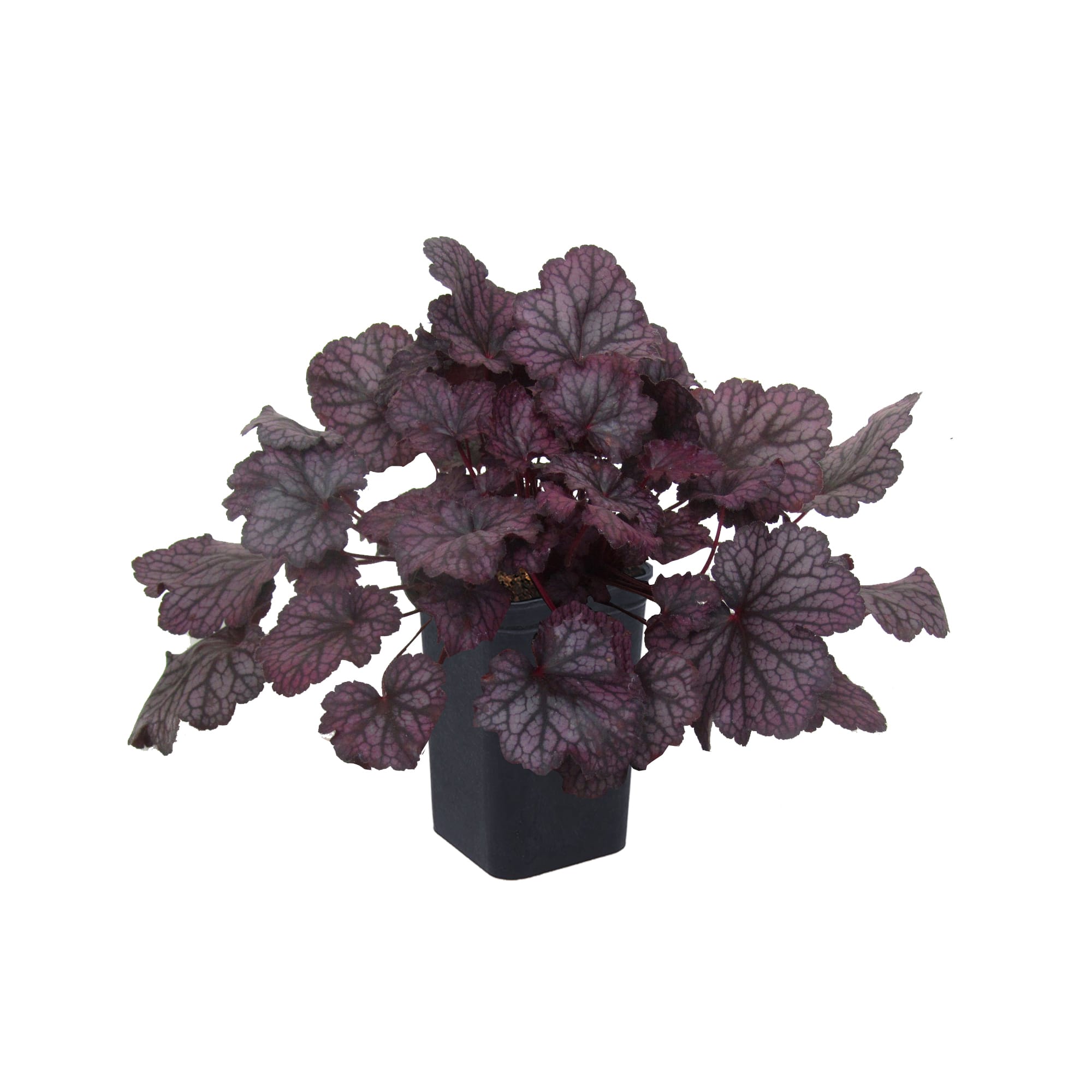 82237710 Гейхера гибридная «Шанхай» С1 15 см Santreyd 