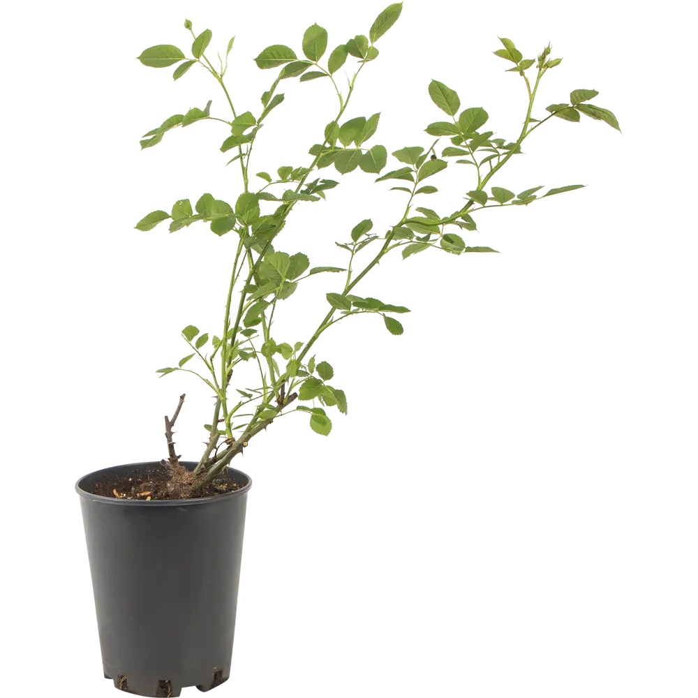 Роза парковая «Грэхам Томас» 19x55 см PLANTMARKET STLM-2193179