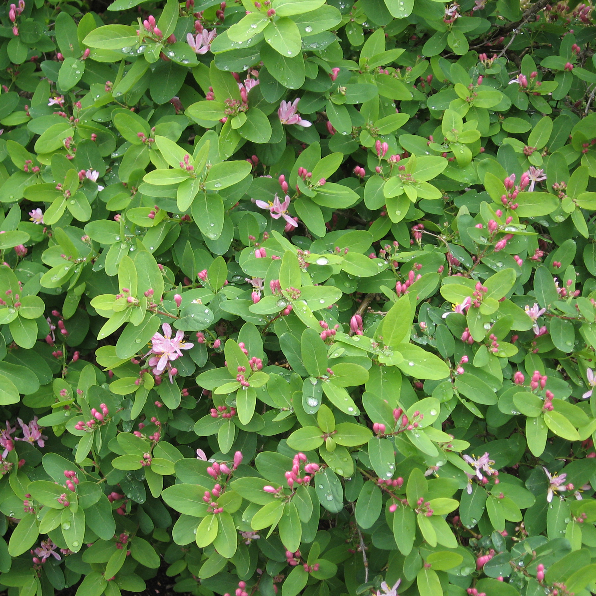 Жимолость татарская Santreyd - декоративный кустарник с бело-розовым цветением 18321128 STLM-0010261