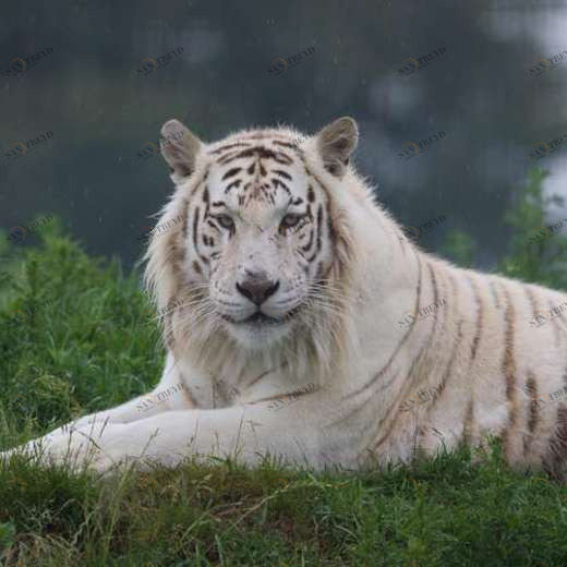 WP01273 Фотообои Verol Фотообои decoline 1х1 м