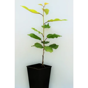 Черешня «Брянская розовая» 1 год 12.5x30-50 см 82610474 STLM-2202906