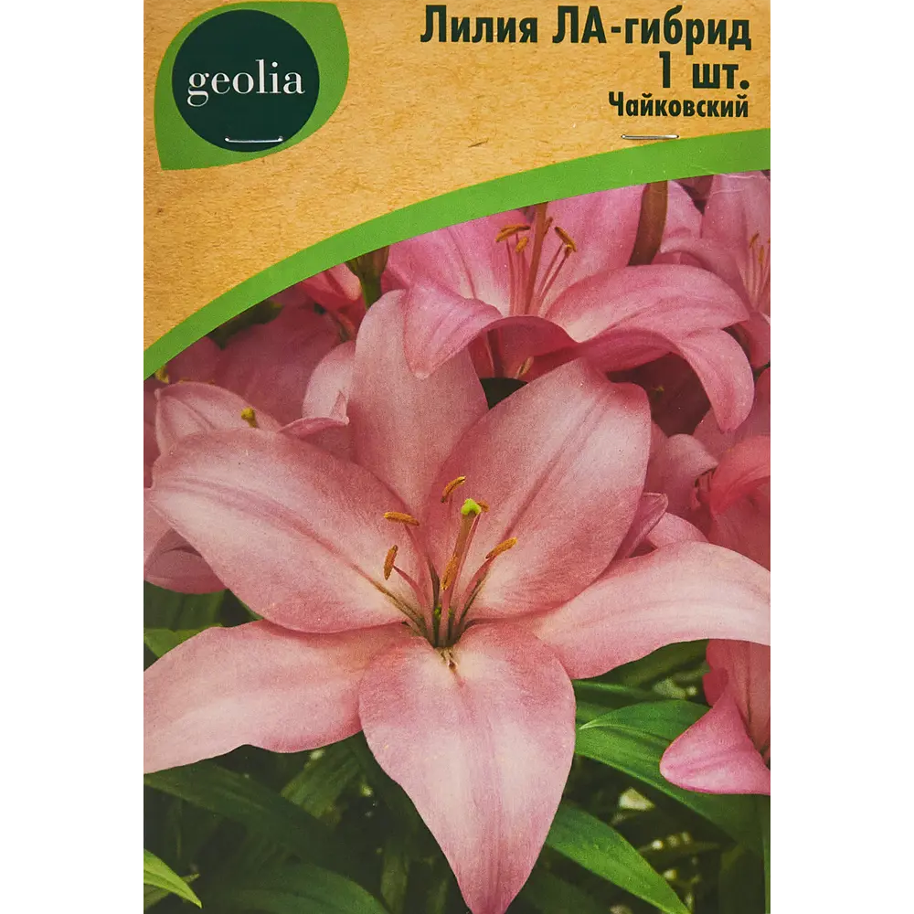 Лилия Geolia ла-гибрид Чайковский 86408638 STLM-2011128 