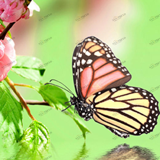 C1-285 Фотообои DIVINO Collection C 2.7х1 м C1285