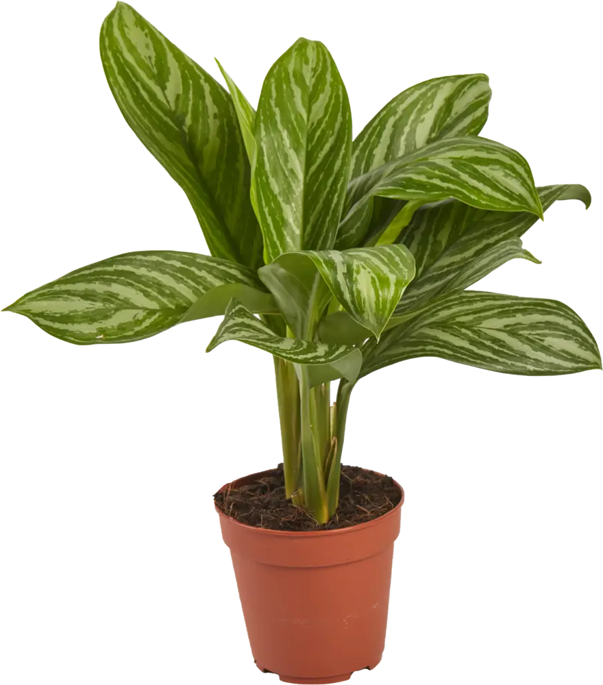 Santreyd Аглаонема - вечнозеленое украшение интерьера 82399613