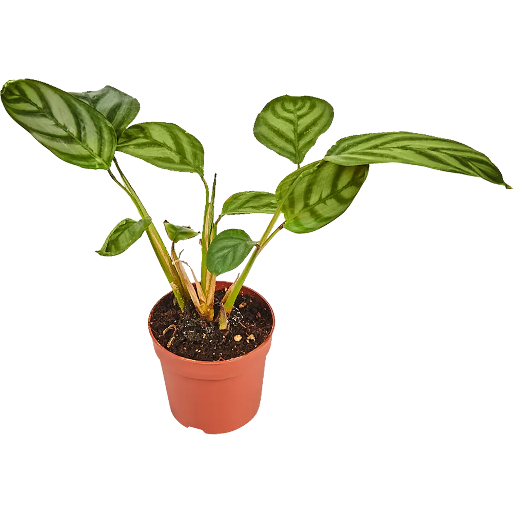 Santreyd Калатея мик - декоративное ампельное растение с узорчатыми листьями 82932710 STLM-0038099