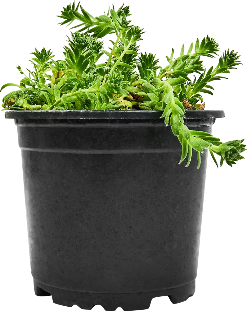 Santreyd Молодило — вечнозеленый суккулент для альпинариев и домашнего декора 89296623