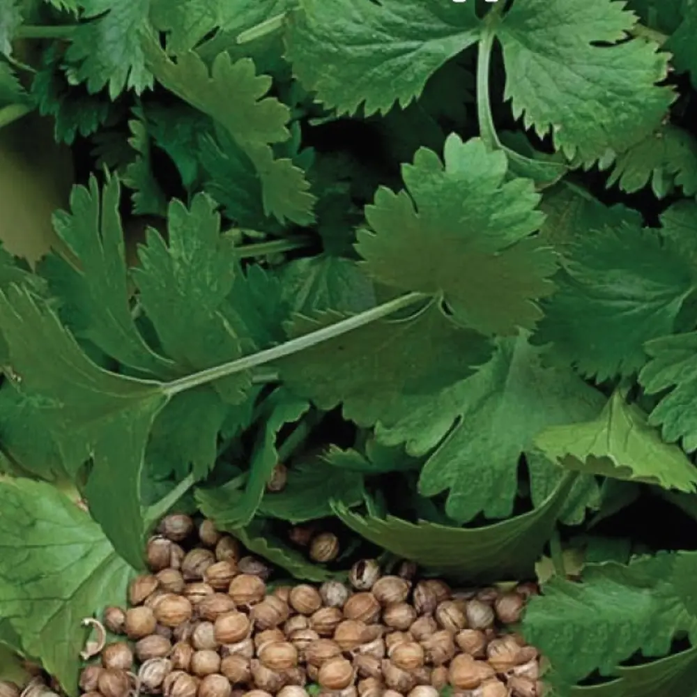 Кориандр Бородинский от AGRONI - ароматная зелень для кулинарии 17251068 STLM-1539446