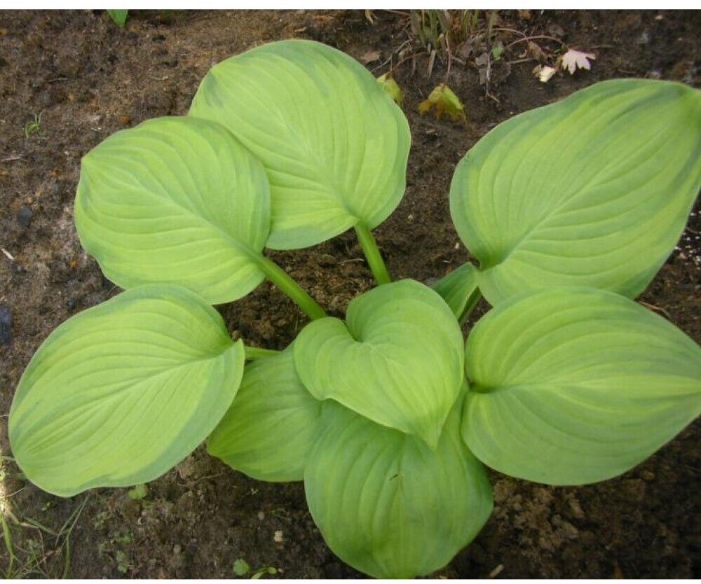 Хоста Гуакамоле - многолетний декоративный саженец для сада 87691031